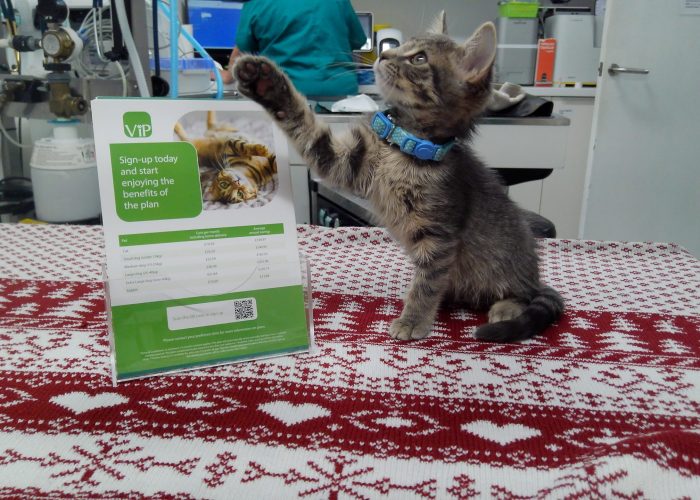 Cat with VIP sign2 Cat with VIP sign2