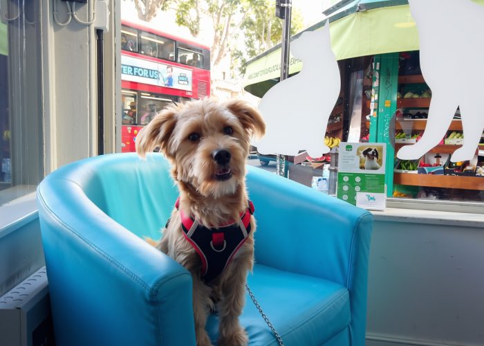 Dog on seat 3 Dog on seat 3